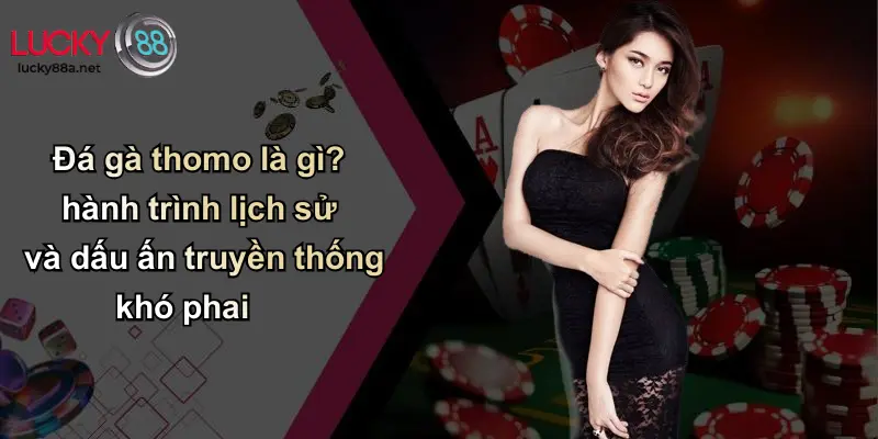 Đá gà thomo là gì? hành trình lịch sử và dấu ấn truyền thống khó phai