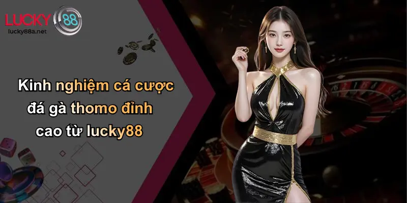 Kinh nghiệm cá cược đá gà thomo đỉnh cao từ lucky88